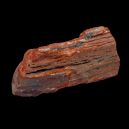 petrified wood on dark background