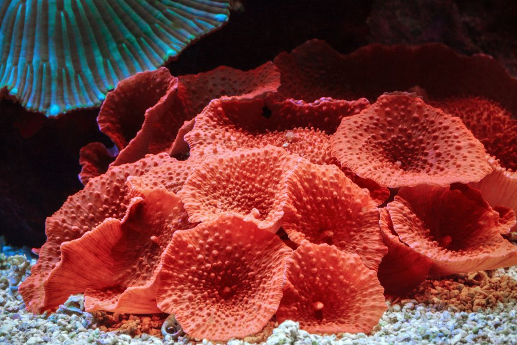 red coral reef on ocean floor