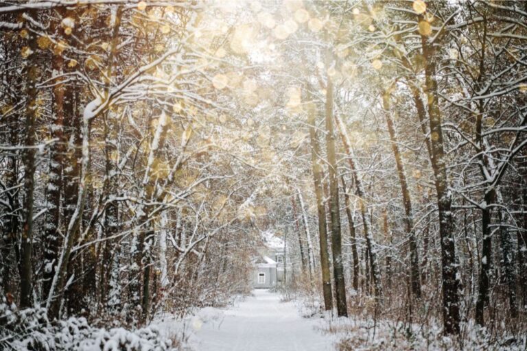 trees covered in snow during a winter solstice