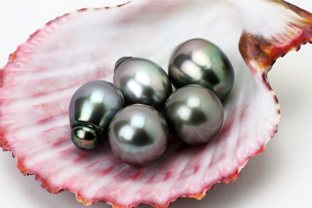tahitian pearls in a shell