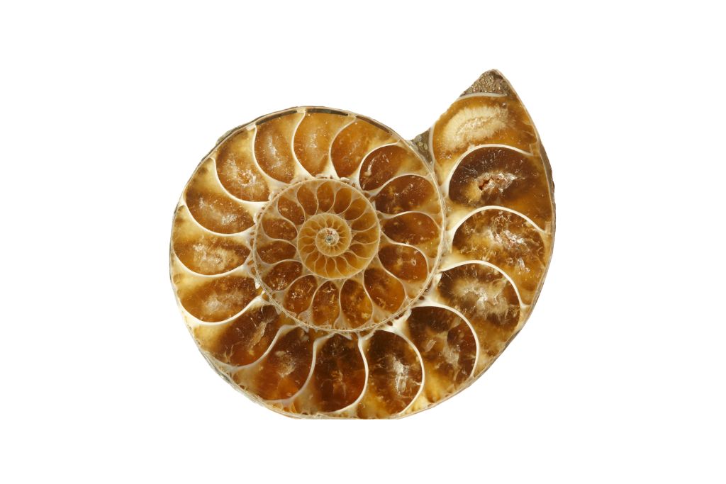 Ammonites with white background