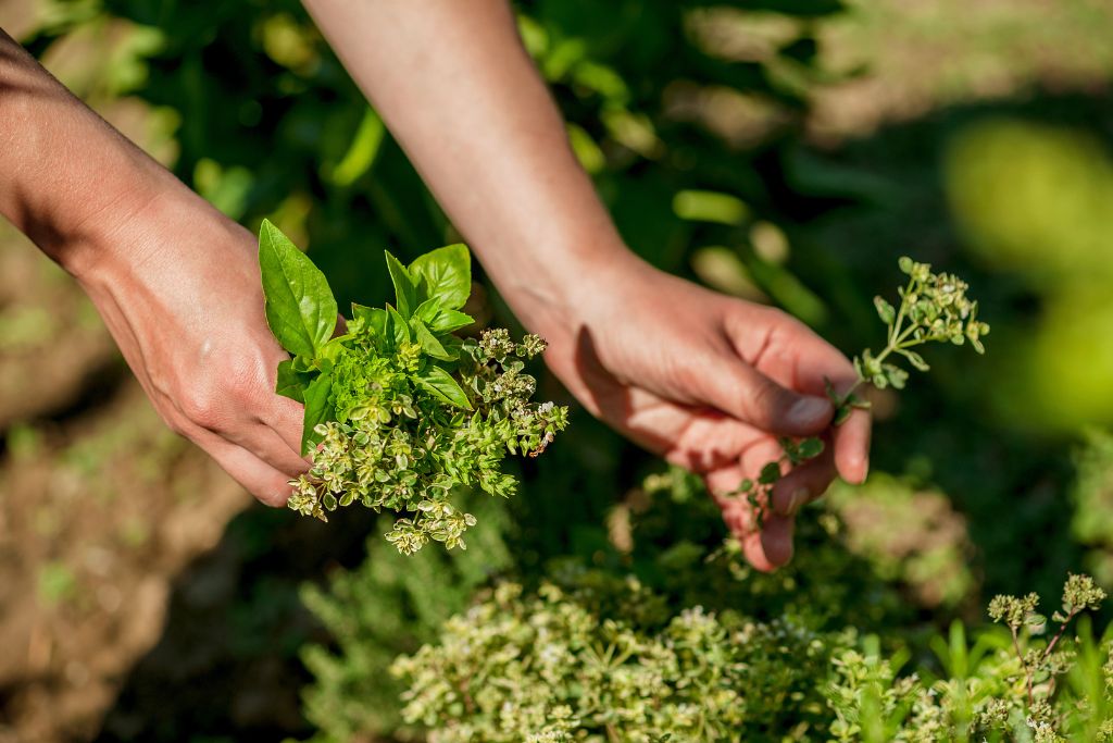 a woman is picking up herbs