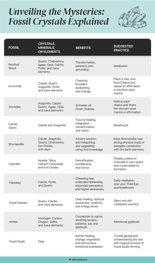 What are fossils infographic