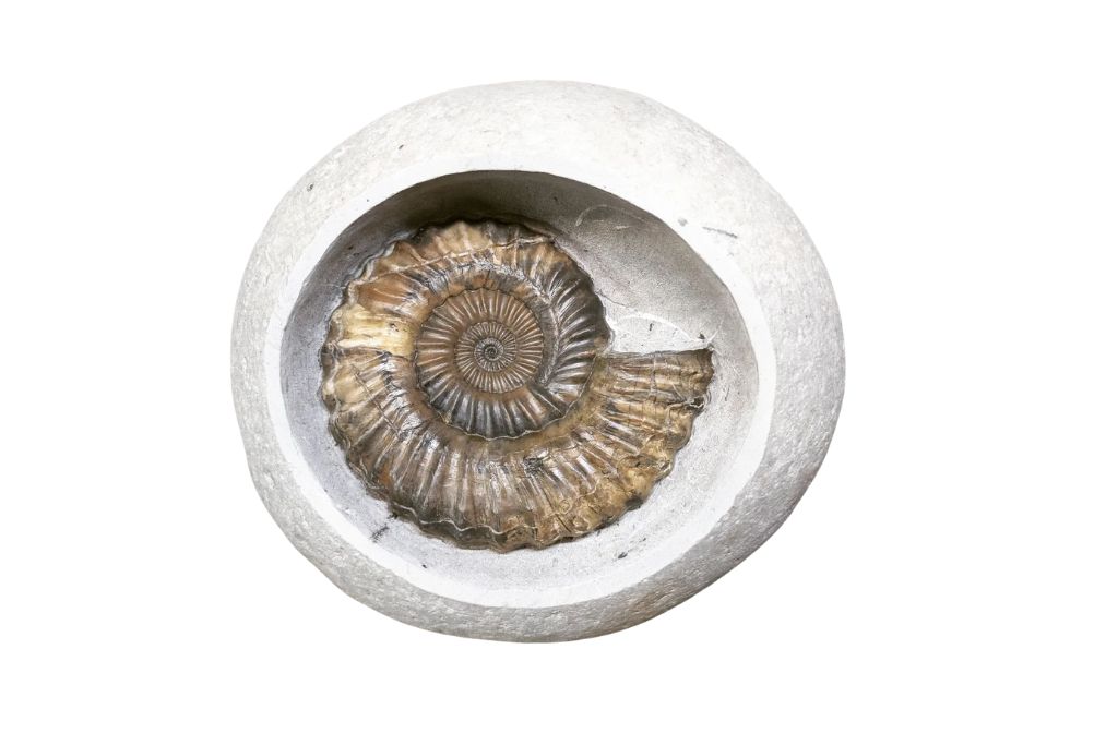 Ammonite Fossil Nodule on a white background