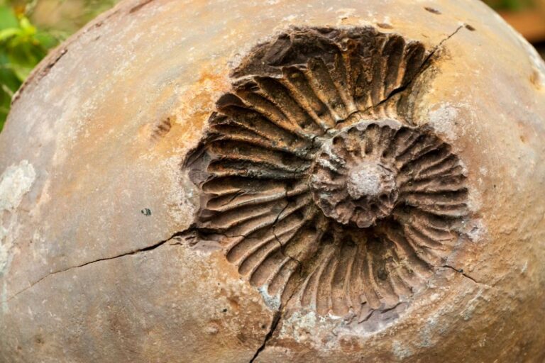 Fossil imprinted on a rock