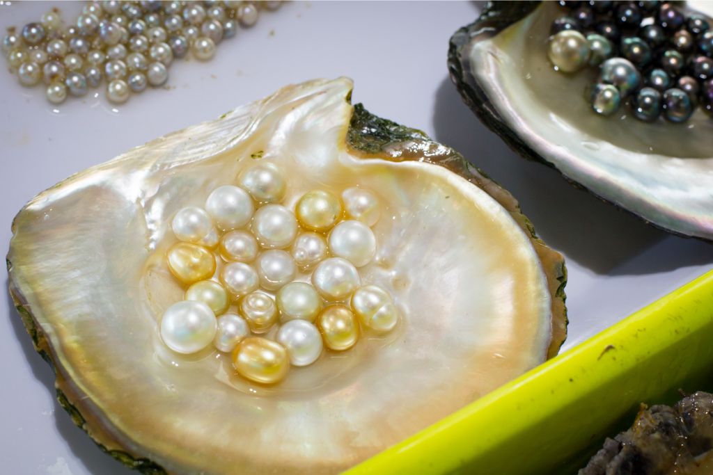 Cultured Pearl in an Oyster Shell