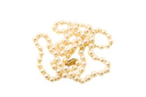Cultured Pearl on a white background