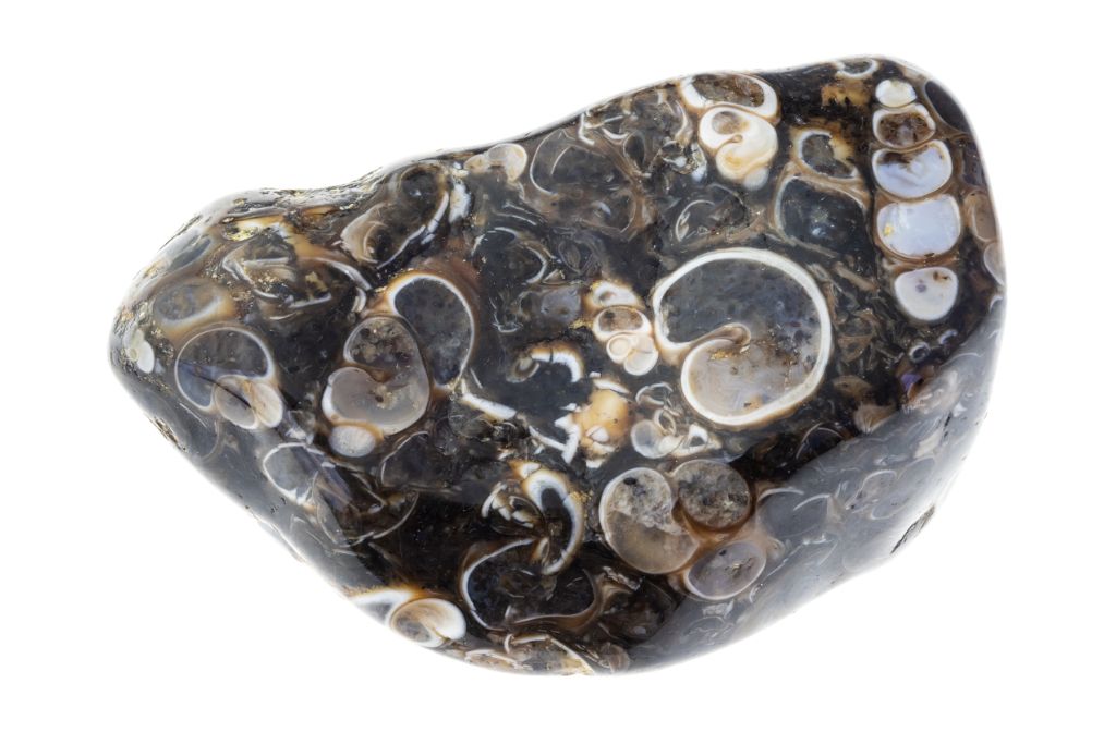 Polished Fossil Agate on a white background