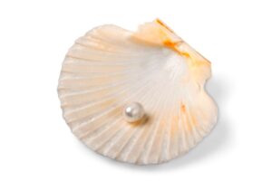 Scallop Pearl on a white background