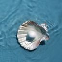 Scallop Pearl on blue water