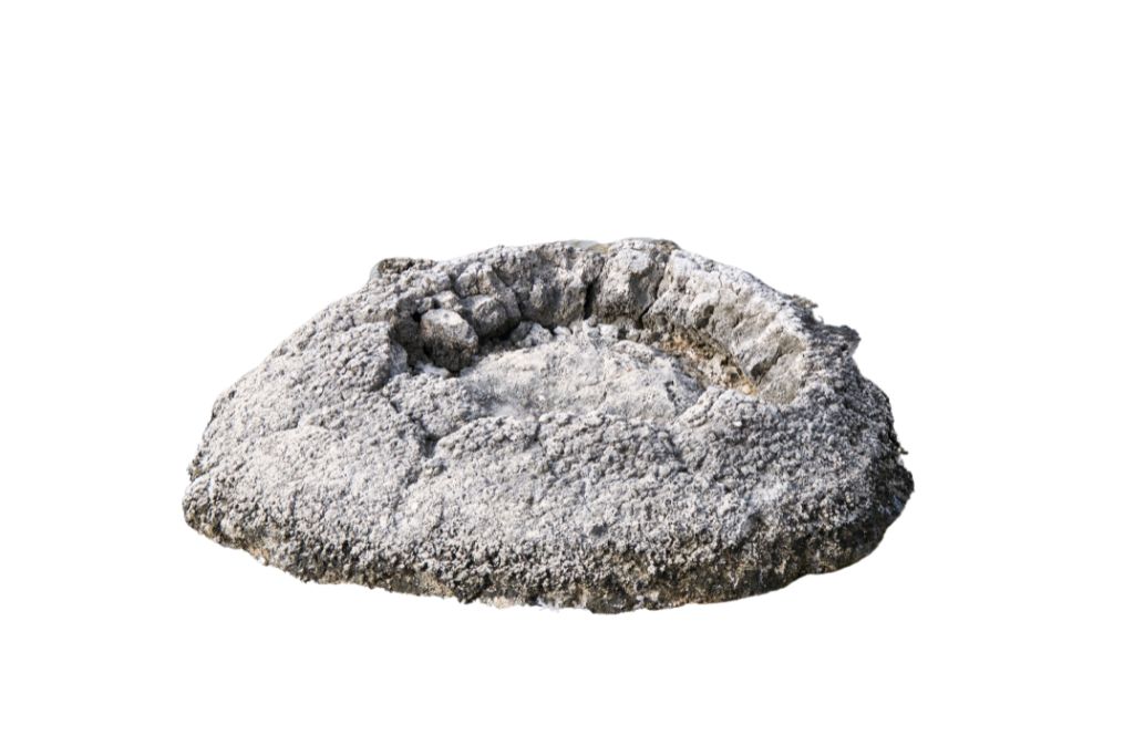 Stromatolite on white background