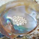 keshi pearl on oyster shell